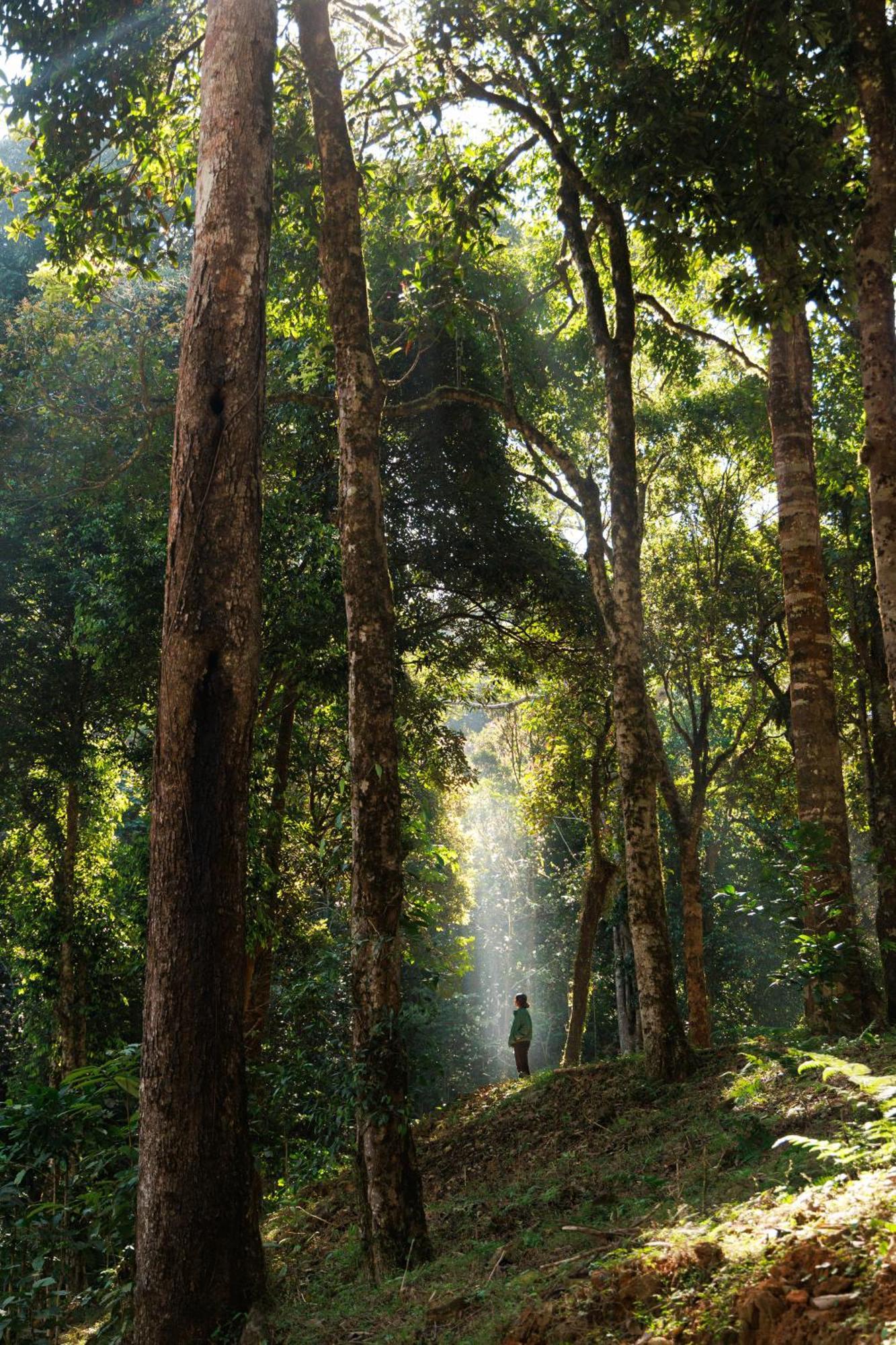 Jungle Park Resort By Greenescapes Vythiri Exteriör bild